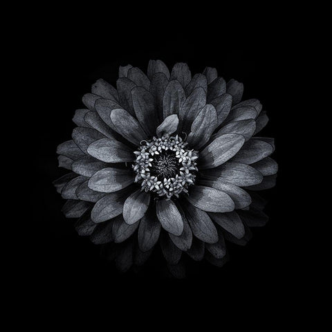 Black And White Zinnia II White Modern Wood Framed Art Print with Double Matting by Carson, Brian