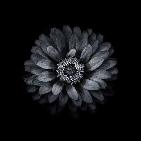 Black And White Zinnia II Black Modern Wood Framed Art Print with Double Matting by Carson, Brian