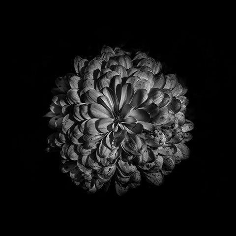 Black And White Zinnia III Gold Ornate Wood Framed Art Print with Double Matting by Carson, Brian