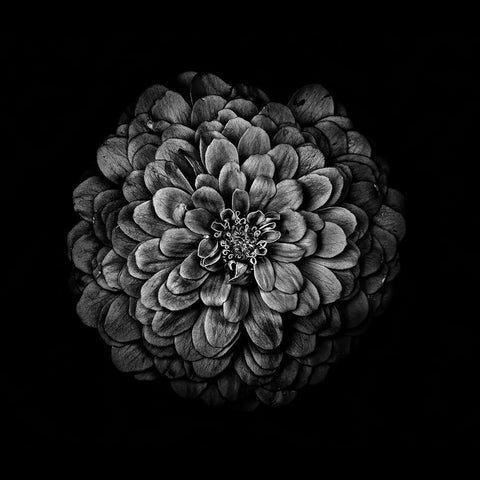 Black And White Zinnia IV Black Ornate Wood Framed Art Print with Double Matting by Carson, Brian