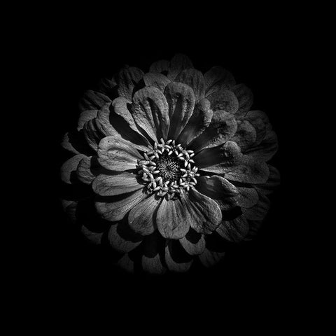 Black And White Zinnia V Black Modern Wood Framed Art Print with Double Matting by Carson, Brian