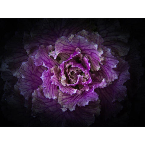 Flowering Cabbage II White Modern Wood Framed Art Print by Carson, Brian