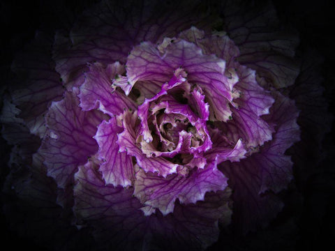 Flowering Cabbage II Black Ornate Wood Framed Art Print with Double Matting by Carson, Brian