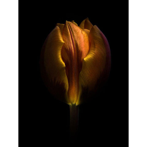 Orange Tulip White Modern Wood Framed Art Print by Carson, Brian