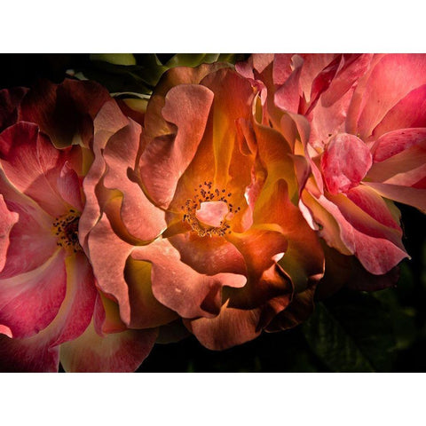 Pink Camelia II Black Modern Wood Framed Art Print with Double Matting by Carson, Brian