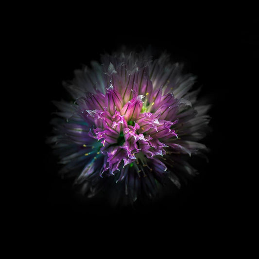 Image Only