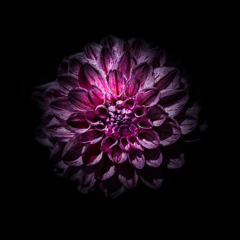Purple Dahlia Black Modern Wood Framed Art Print with Double Matting by Carson, Brian