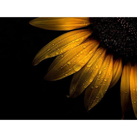 Sunflower Detail II White Modern Wood Framed Art Print by Carson, Brian