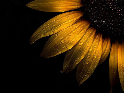 Sunflower Detail II Black Ornate Wood Framed Art Print with Double Matting by Carson, Brian