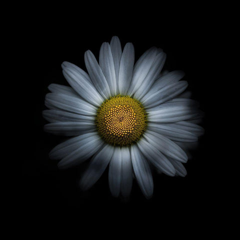 White Daisy I Black Modern Wood Framed Art Print with Double Matting by Carson, Brian