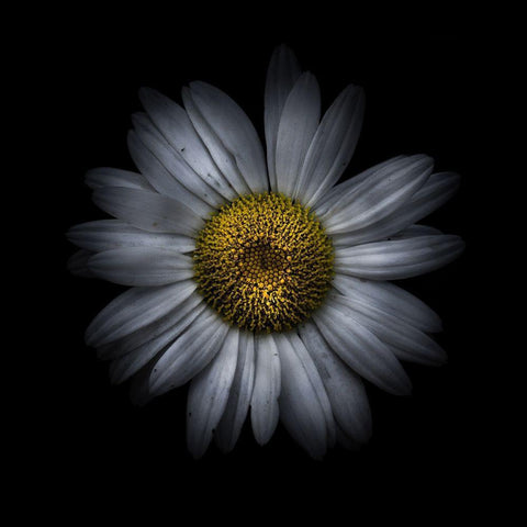 White Daisy II White Modern Wood Framed Art Print by Carson, Brian