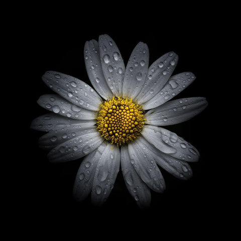 White Daisy III White Modern Wood Framed Art Print with Double Matting by Carson, Brian