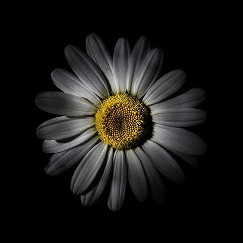 White Daisy IV White Modern Wood Framed Art Print with Double Matting by Carson, Brian