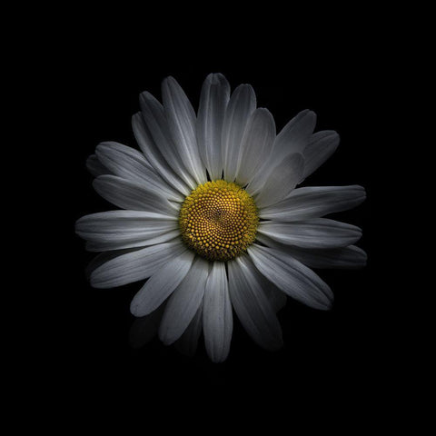 White Daisy V White Modern Wood Framed Art Print by Carson, Brian