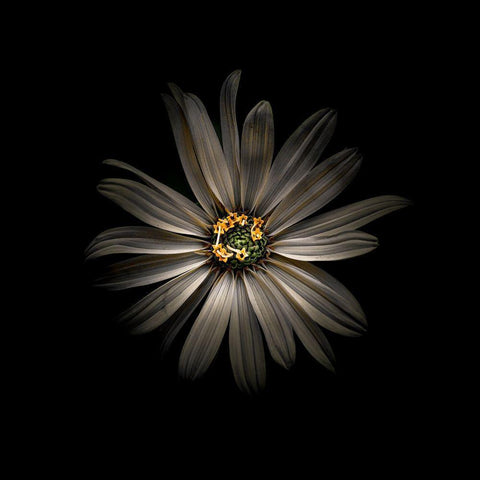 White Daisy VI Black Modern Wood Framed Art Print with Double Matting by Carson, Brian