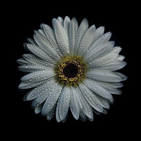 White Gerber Daisy White Modern Wood Framed Art Print with Double Matting by Carson, Brian