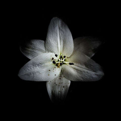 White Lily White Modern Wood Framed Art Print with Double Matting by Carson, Brian