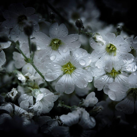 White Petunia Black Ornate Wood Framed Art Print with Double Matting by Carson, Brian