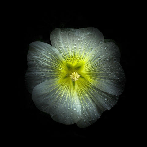 White Petunia Detail Black Modern Wood Framed Art Print with Double Matting by Carson, Brian