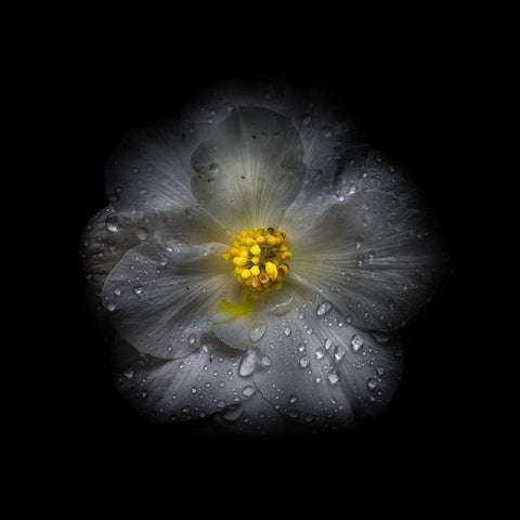 White Petunia Detail II Black Modern Wood Framed Art Print with Double Matting by Carson, Brian