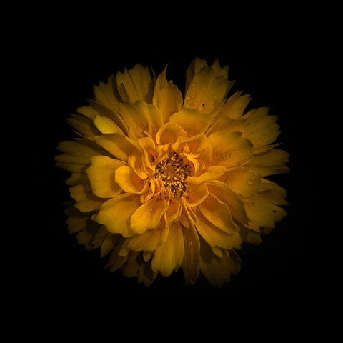 Yellow Dahlia Black Modern Wood Framed Art Print by Carson, Brian