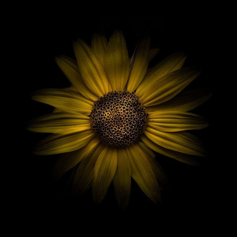 Yellow Daisy I Black Modern Wood Framed Art Print with Double Matting by Carson, Brian