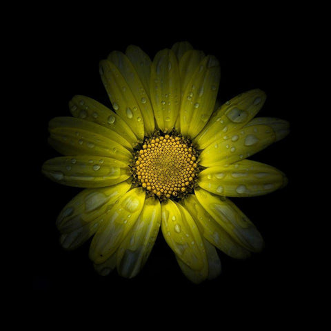 Yellow Daisy II White Modern Wood Framed Art Print by Carson, Brian