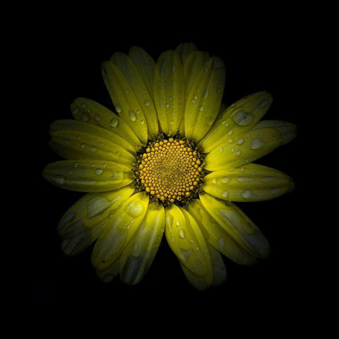 Yellow Daisy II White Modern Wood Framed Art Print with Double Matting by Carson, Brian