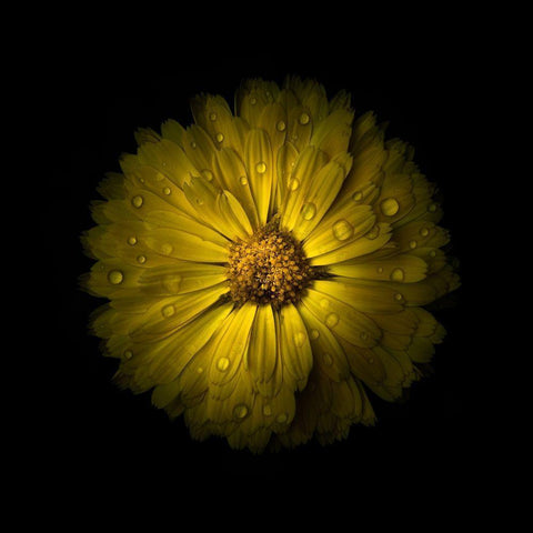 Yellow Daisy Mum Black Modern Wood Framed Art Print by Carson, Brian