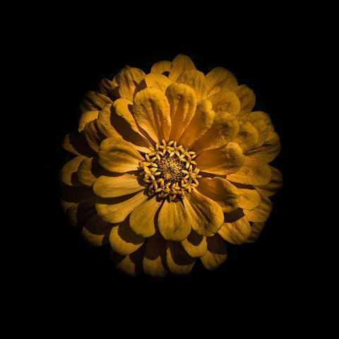 Yellow Zinnia Black Modern Wood Framed Art Print by Carson, Brian