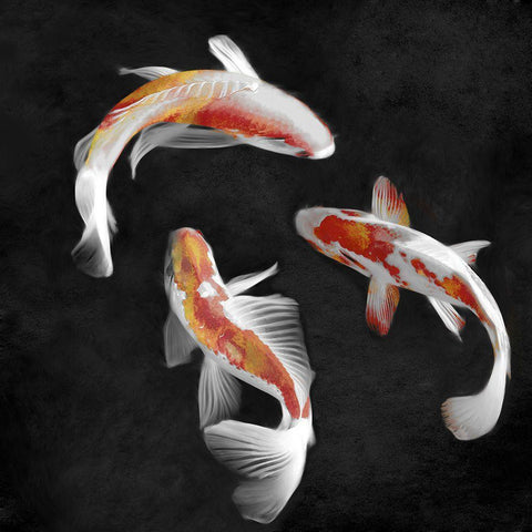 Koi on Black I White Modern Wood Framed Art Print by Blake, Madeline