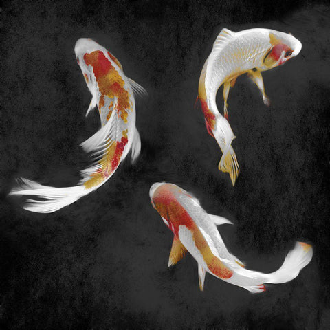 Koi on Black II Gold Ornate Wood Framed Art Print with Double Matting by Blake, Madeline