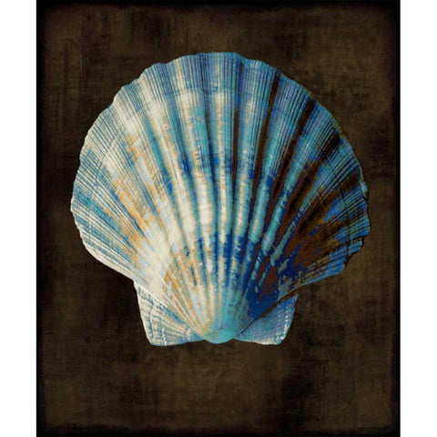 Ocean Treasure II Black Modern Wood Framed Art Print with Double Matting by Kelly, Caroline