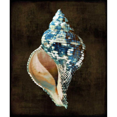 Ocean Treasure III White Modern Wood Framed Art Print by Kelly, Caroline