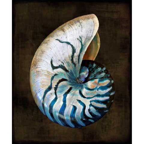 Ocean Treasure IV Gold Ornate Wood Framed Art Print with Double Matting by Kelly, Caroline