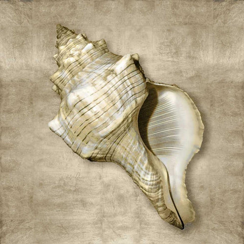 Golden Sea Life III White Modern Wood Framed Art Print with Double Matting by Kelly, Caroline