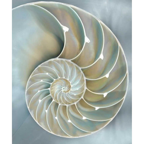 Nautilus in Blue II Black Modern Wood Framed Art Print with Double Matting by Kelly, Caroline