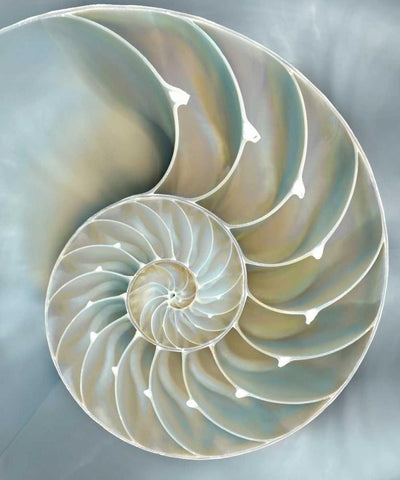 Nautilus in Blue II White Modern Wood Framed Art Print with Double Matting by Kelly, Caroline