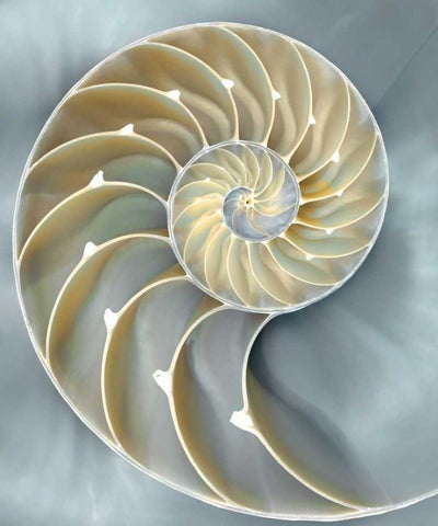 Nautilus in Blue I White Modern Wood Framed Art Print with Double Matting by Kelly, Caroline