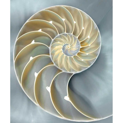 Nautilus in Blue I Black Modern Wood Framed Art Print with Double Matting by Kelly, Caroline