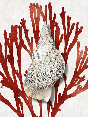 Shell Coral Red I White Modern Wood Framed Art Print with Double Matting by Kelly, Caroline