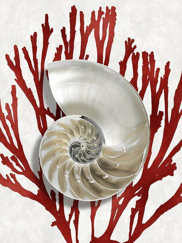 Shell Coral Red II Black Ornate Wood Framed Art Print with Double Matting by Kelly, Caroline