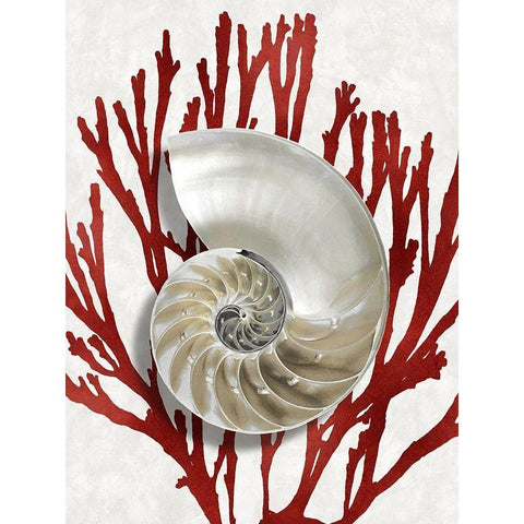 Shell Coral Red II Black Modern Wood Framed Art Print with Double Matting by Kelly, Caroline