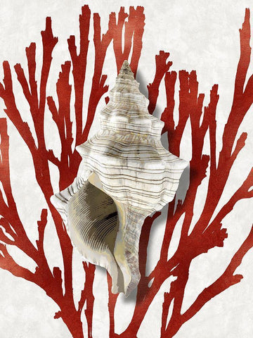 Shell Coral Red III White Modern Wood Framed Art Print with Double Matting by Kelly, Caroline