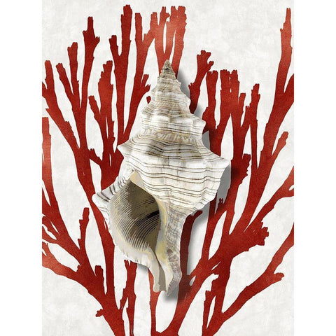 Shell Coral Red III Black Modern Wood Framed Art Print with Double Matting by Kelly, Caroline