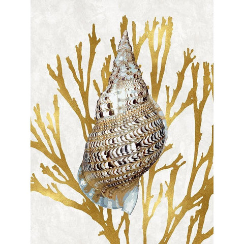 Shell Coral Gold I Black Modern Wood Framed Art Print with Double Matting by Kelly, Caroline