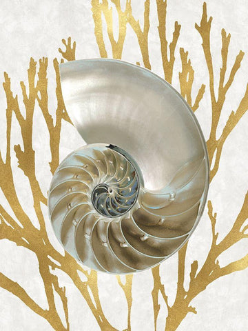 Shell Coral Gold II White Modern Wood Framed Art Print with Double Matting by Kelly, Caroline