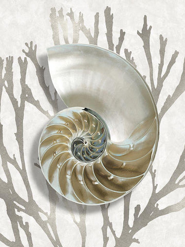 Shell Coral Silver II Black Ornate Wood Framed Art Print with Double Matting by Kelly, Caroline