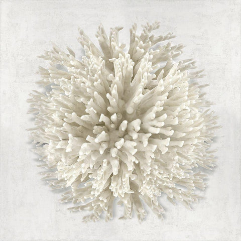 Coral I White Modern Wood Framed Art Print with Double Matting by Kelly, Caroline