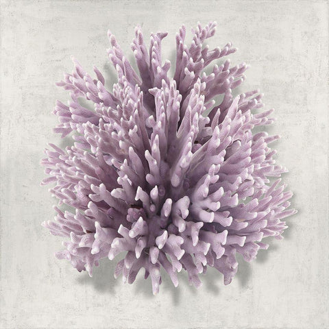 Coral Amethyst I White Modern Wood Framed Art Print with Double Matting by Kelly, Caroline